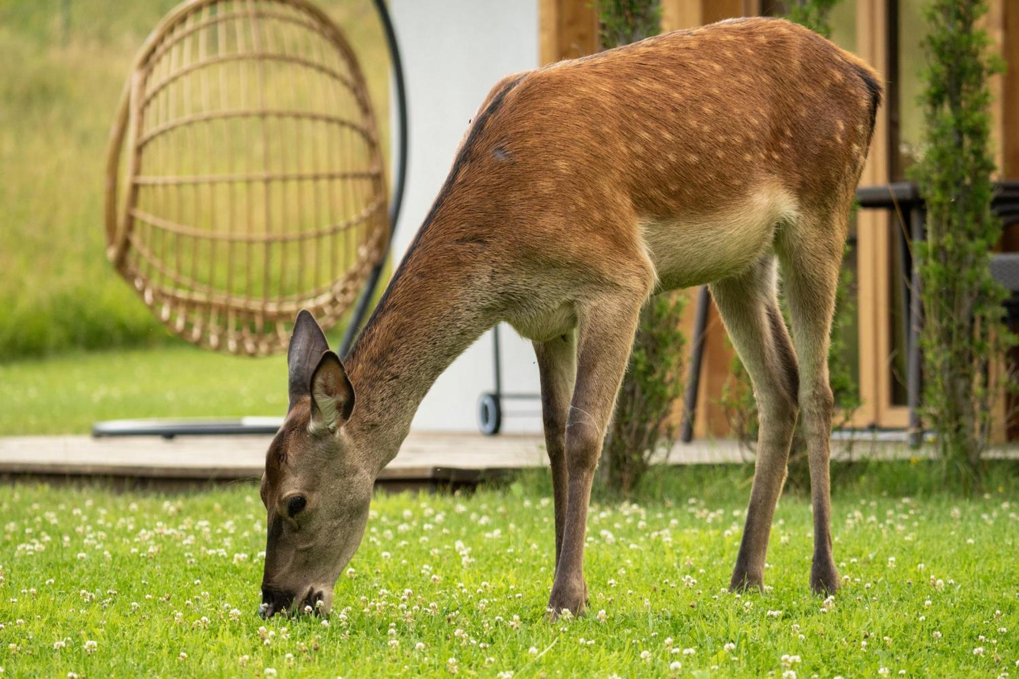 Pod Beskidkiem Horská chata Szczyrk